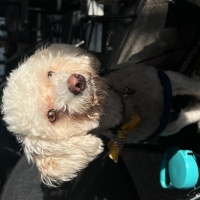 Maltese, Köpek  Kral fotoğrafı