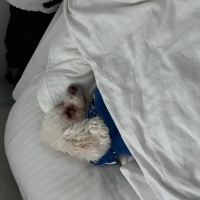 Maltese, Köpek  Kral fotoğrafı