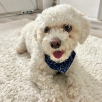 Maltese, Köpek  Kral fotoğrafı