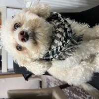 Maltese, Köpek  Kral fotoğrafı