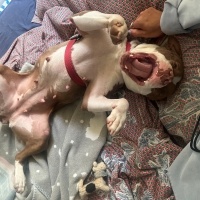 Amerikan Bulldog, Köpek  Boni fotoğrafı