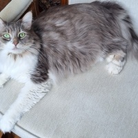 Tekir Kedi, Kedi  Mia fotoğrafı