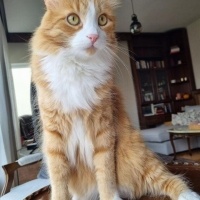 Sarman, Kedi  Spice fotoğrafı