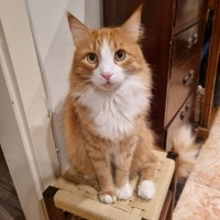 Sarman, Kedi  Spice fotoğrafı