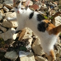 Tekir Kedi, Kedi  Winnie Willa fotoğrafı
