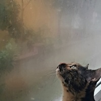 Tekir Kedi, Kedi  Winnie Willa fotoğrafı