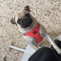 Pug, Köpek  Linda fotoğrafı