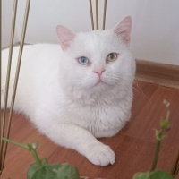 Van Kedisi, Kedi  PAMUK fotoğrafı