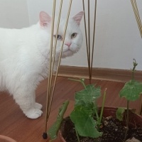 Van Kedisi, Kedi  PAMUK fotoğrafı