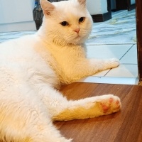 Van Kedisi, Kedi  PAMUK fotoğrafı