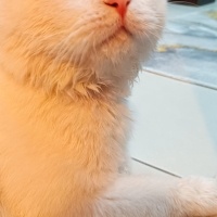 Van Kedisi, Kedi  PAMUK fotoğrafı