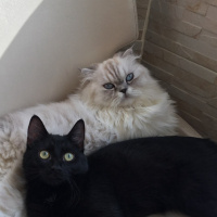 Tekir Kedi, Kedi  Zeytin fotoğrafı