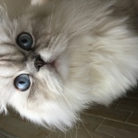 British Longhair, Kedi  Hera fotoğrafı