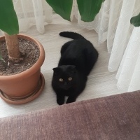 Scottish Fold, Kedi  Paşa fotoğrafı