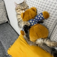 British Shorthair, Kedi  Oscar fotoğrafı