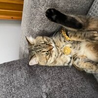 British Shorthair, Kedi  Oscar fotoğrafı