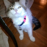 Soke, Kedi  Angie  fotoğrafı