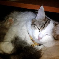 Soke, Kedi  Angie  fotoğrafı