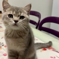 British Shorthair, Kedi  Lucky fotoğrafı