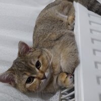 British Shorthair, Kedi  Şila fotoğrafı