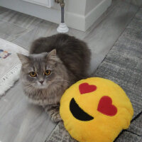 British Shorthair, Kedi  Sinza fotoğrafı