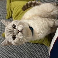 British Shorthair, Kedi  Atlas fotoğrafı