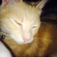 Tekir Kedi, Kedi  miyu fotoğrafı