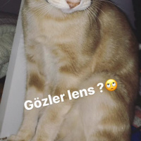 Tekir Kedi, Kedi  miyu fotoğrafı