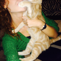 Tekir Kedi, Kedi  miyu fotoğrafı