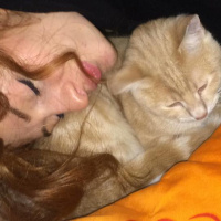 Tekir Kedi, Kedi  miyu fotoğrafı