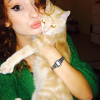Tekir Kedi, Kedi  miyu fotoğrafı