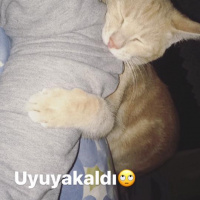 Tekir Kedi, Kedi  miyu fotoğrafı