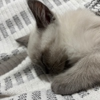 British Shorthair, Kedi  Muci fotoğrafı