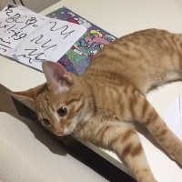 Sarman, Kedi  mars fotoğrafı