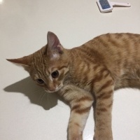 Sarman, Kedi  mars fotoğrafı