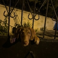 Labrador Retriever, Köpek  Atlas fotoğrafı