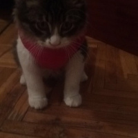 Tekir Kedi, Kedi  Mimi fotoğrafı