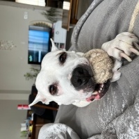 Amerikan Staffordshire Terrier, Köpek  Yıldız fotoğrafı