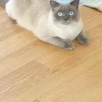 British Shorthair, Kedi  Lucky fotoğrafı
