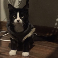 Tuxedo (Smokin) Kedi, Kedi  Harley fotoğrafı