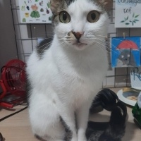 Tekir Kedi, Kedi  Badem fotoğrafı
