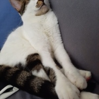 Tekir Kedi, Kedi  Badem fotoğrafı