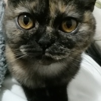 British Shorthair, Kedi  Elisa fotoğrafı