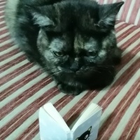 British Shorthair, Kedi  Elisa fotoğrafı