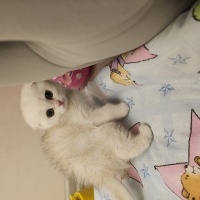 Scottish Fold, Kedi  Milo fotoğrafı