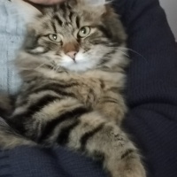 Tuxedo (Smokin) Kedi, Kedi  Sylvester Eddie fotoğrafı