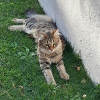 American Curl, Kedi  Maya Crash fotoğrafı