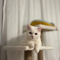 British Shorthair, Kedi  Atlas fotoğrafı