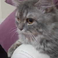 British Longhair, Kedi  Venüs fotoğrafı