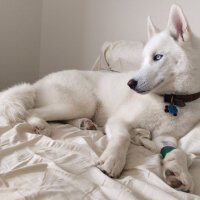 Sibirya Kurdu (Husky), Köpek  Charlie fotoğrafı